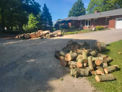 Free firewood cut fireplace length by road, View more