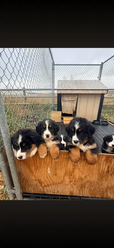 Purebred Bernese Mountain Dog Puppies, View more