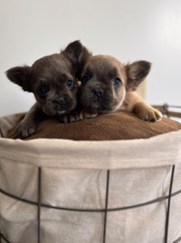 AKC registered fluffy and non fluffy French bulldog puppies 