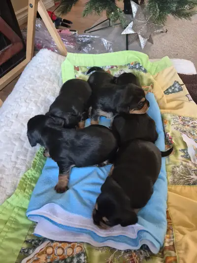 Puppies for sale, View more