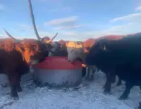 Cattle molasses 