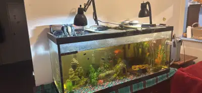 Looking for a forever home for my 75 Gallon Community Fish Tank ASKING $300.00 OBO Comes with everyt...