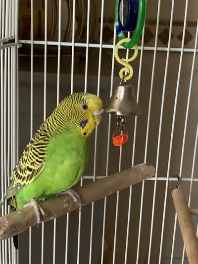 Beautiful Budgie for FREE, View more