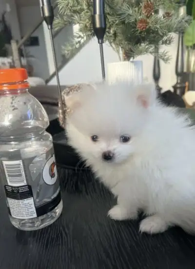 Luxury White Teacup Pomeranians – Private Placement We are offering two exceptionally rare, genuine...