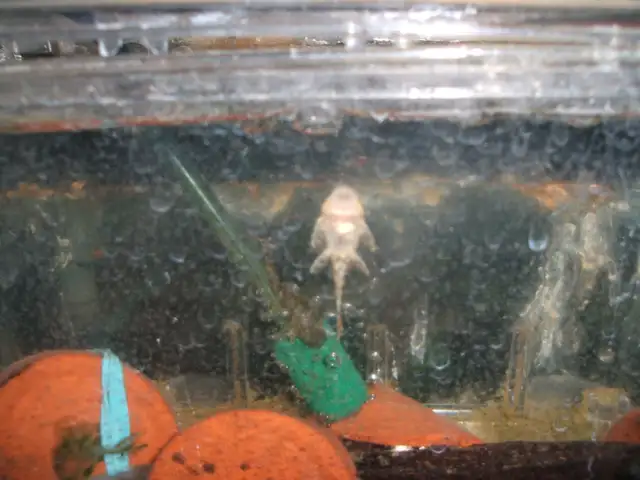 Community tropical fish - various types in Fish for Rehoming in City of Toronto - Image 5