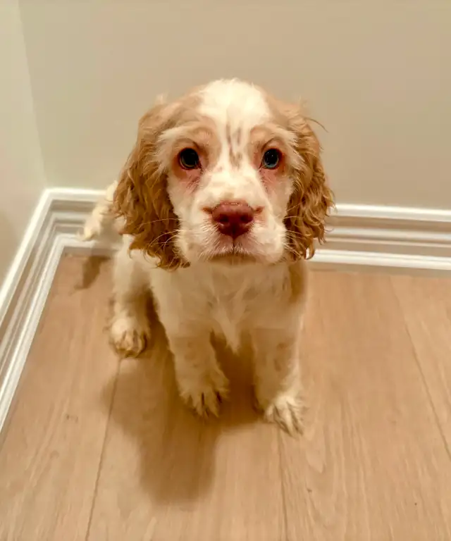 Very Sweet Lovable Cockapoo puppies in Dogs & Puppies for Rehoming in City of Toronto - Image 3