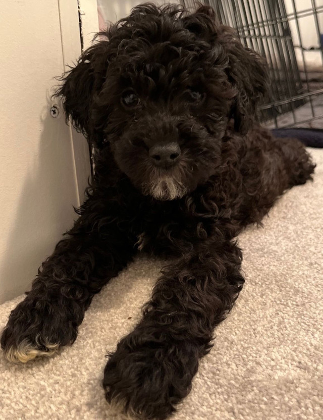 Hypoallergenic Poodle X: reduced in Dogs & Puppies for Rehoming in Hope / Kent - Image 4