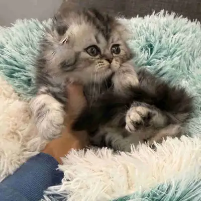 Gorgeous Scottish Fold Baby Kittens , View more