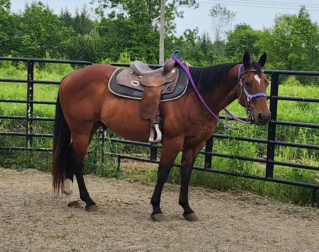 horse for sale in Horses & Ponies for Rehoming in Moncton - Image 4