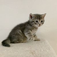 Super cute British kitten 