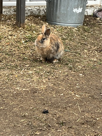 Netherland dwarf bunny