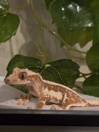 Crested Geckos For Sale