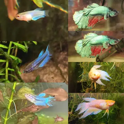 betta fish, View more