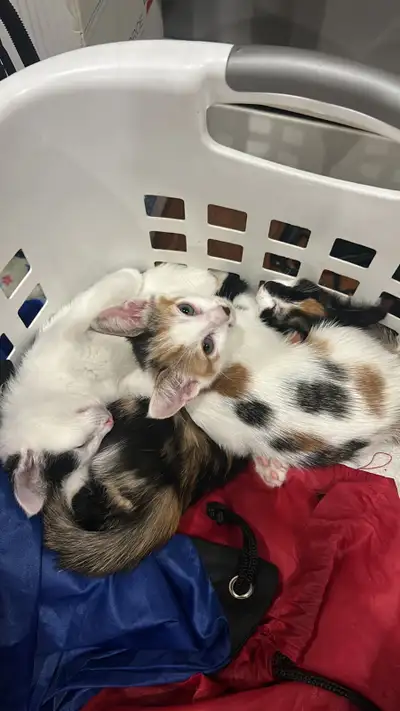 Cute Kittens Ready for New Homes – Eating & Litter Trained, View more
