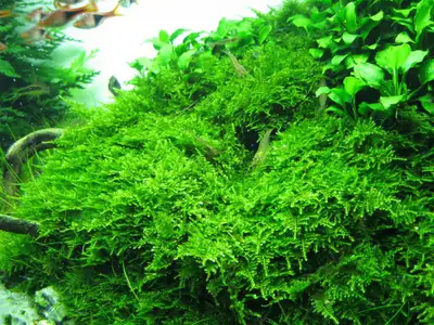 Aquarium Plant - Christmas Moss, View more