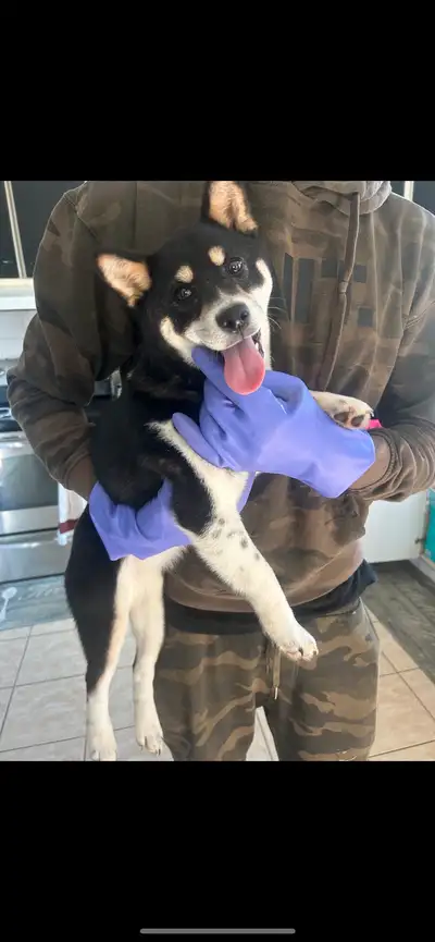 Purebed black Shiba Inu puppy born Xmas morning! Family had deposited and asked us to hold her and k...