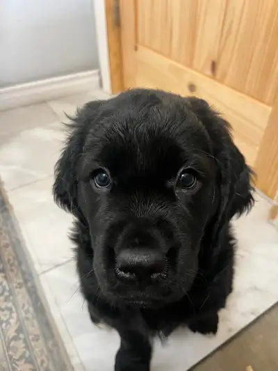 8 week old Golden Boxer Female, View more