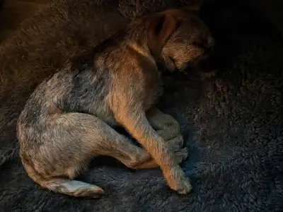 14 months old - CKC registered Male Border Terrier - UTD with vaccines and microchipped . House / cr...
