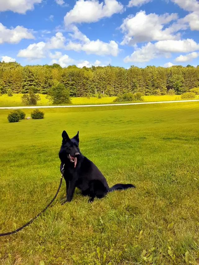 5 Czech Line CKC Registered Working Line German Shepherd in Dogs & Puppies for Rehoming in Owen Sound - Image 10