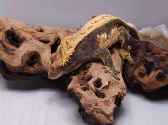 RTB Male Crested Gecko in Reptiles & Amphibians for Rehoming in Belleville - Image 2