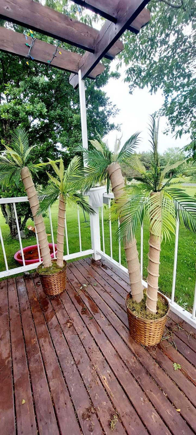 Palm Tree  in Outdoor Décor in Truro - Image 2