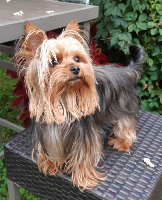 Purebred Yorkie puppy ready for his for ever home. Dogs & Puppies for