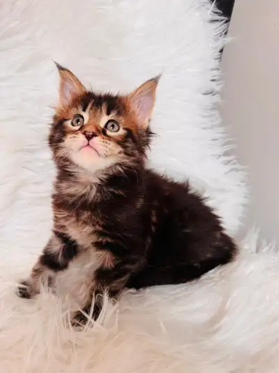 TICA Registered Maine Coon Kittens – Champion Bloodline, View more