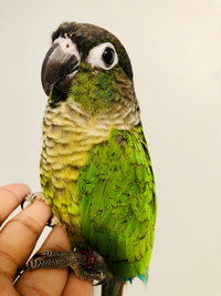 Beautiful Handfed Baby Conures