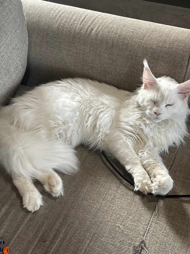 Maine coon breeding pair  in Cats & Kittens for Rehoming in Grande Prairie