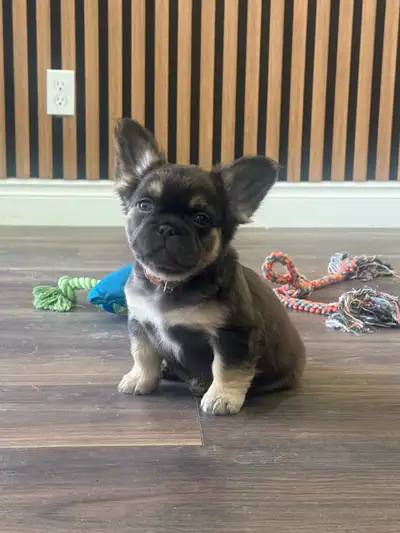 Fluffy French Bulldog Puppies, View more
