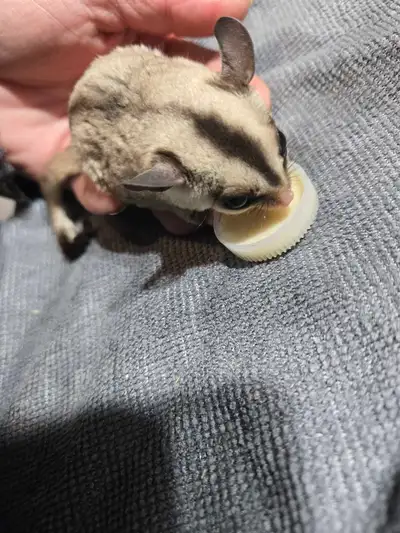 sugar glider Joey's have a pair of neutered males ready to go. also have a pair ready to go soon and...