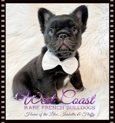 " BREAKING  NEWS" !! SPRING  SALE ON FLUFFY FRENCHIES ! 3 LEFT!