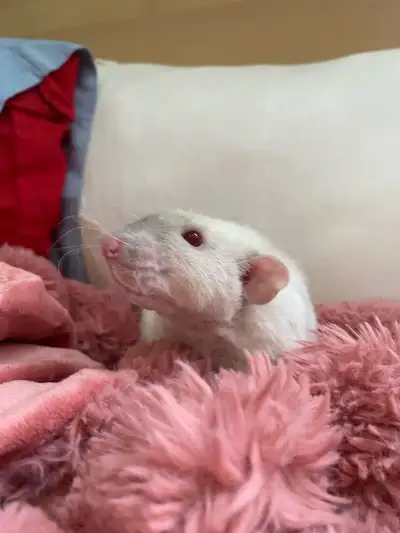 looking for naked male rat , View more