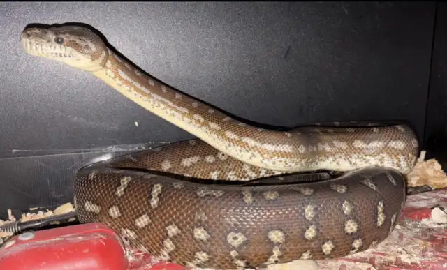 Adult Pair Bredli Python in Reptiles & Amphibians for Rehoming in Cowichan Valley / Duncan - Image 3