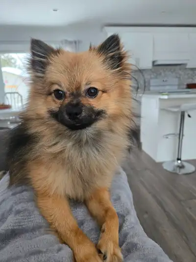 SHITZ COTTON XPREBREAD POMERANIAN PUPPIES  1 MALE 1 FEMALE, View more