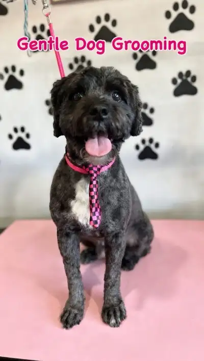 Affordable Dog Grooming, View more
