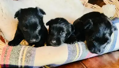 Scottish Terrier Puppies, View more