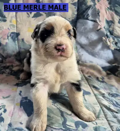 CKC Registered Australian Shepherd Puppies For Sale, View more