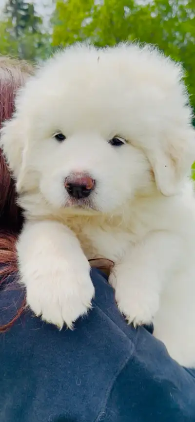 Great Pyrenees puppies beautiful like ( PUREBRED)., View more