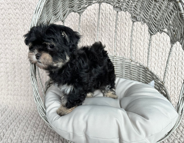 CKC Reg’d Purebred Havanese Female Puppy in Dogs & Puppies for Rehoming in Edmonton - Image 4