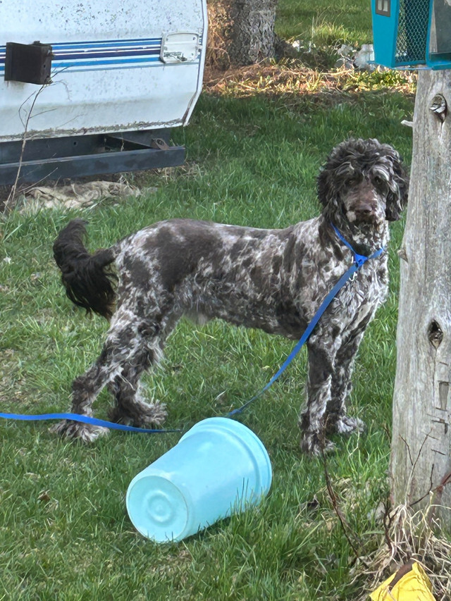 2 yr old intact male labradoodle in Dogs & Puppies for Rehoming in Sault Ste. Marie - Image 3