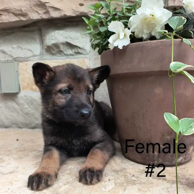 German Shepherd - Working Line Puppies - CKC in Dogs & Puppies for Rehoming in Kitchener / Waterloo - Image 7