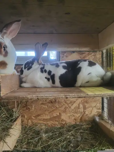 rex rabbits , View more