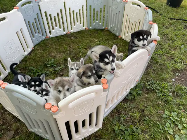 husky sibérien  chiot in Dogs & Puppies for Rehoming in Gatineau - Image 3