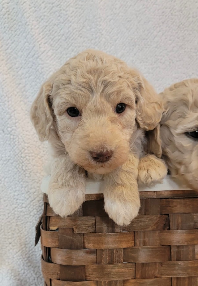 Medium/small purebred poodle puppies Dogs & Puppies for Rehoming