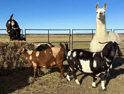 butcher goats, View more