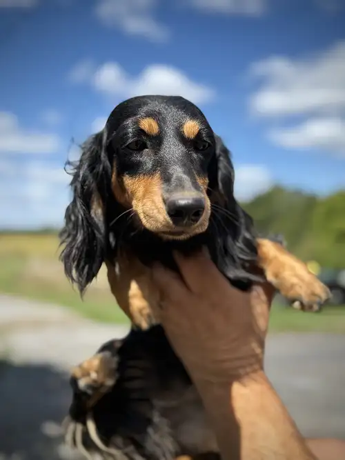For best home only Black & Tan Longhaired Mini Dachshund She is a gentle, sweet young dachshund - ha...