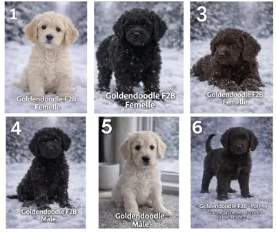 goldendoodle f2b de qualités, View more