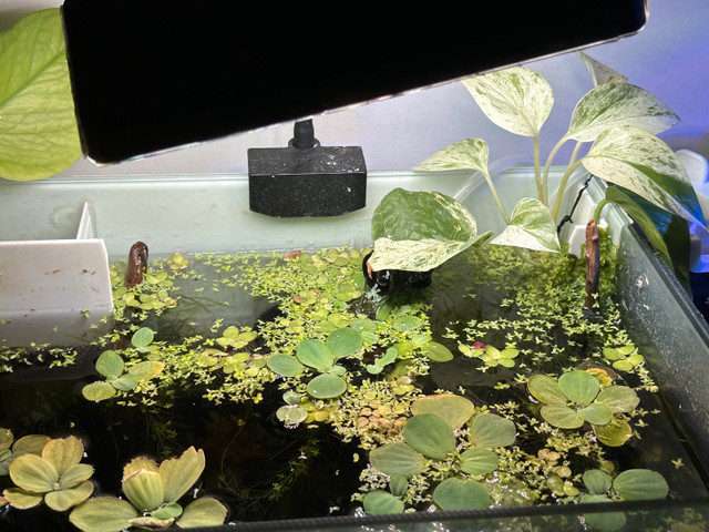 floating plants  in Livestock in Edmonton - Image 2