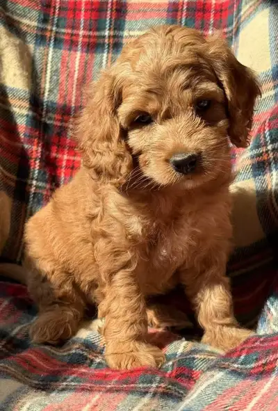 mini Cockapoo puppies, View more